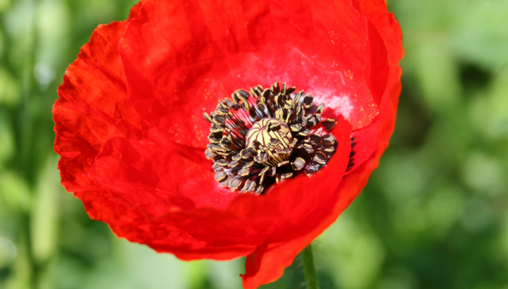 Semaine Pour les Alternatives aux Pesticides (SPAP)